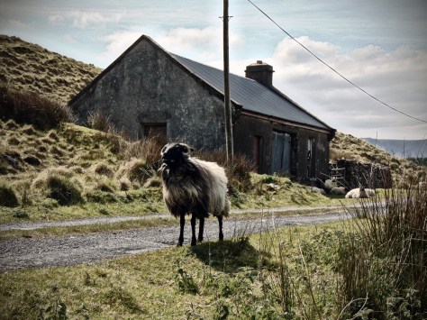 Derrcraff National School, in the Partry Mountians in Co. Mayo - now used as a cow-house